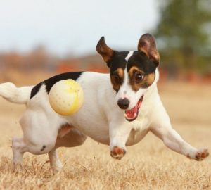 Happy-jack-russell