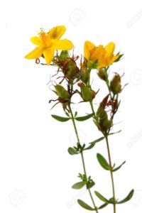 hypericum-flower