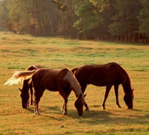 Horses-grazing-field