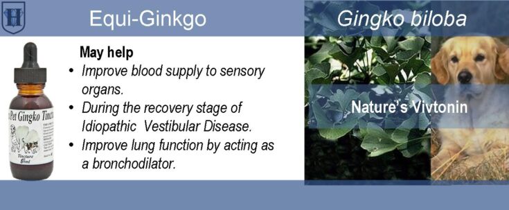 D-pet-product-Nivo-Ginkgo Slider contains description of the use and effects of Ginkgo biloba liquid extract, it also shows the pictures of a dog, ginkgo leaves and a bottle of extract