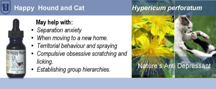 D-pet-product-Nivo-SJW A slider describes the effect and uses of Hypericum perforatum flowers and it also shows two cats fighting, St. John's Wort flowers and a bottle of extract