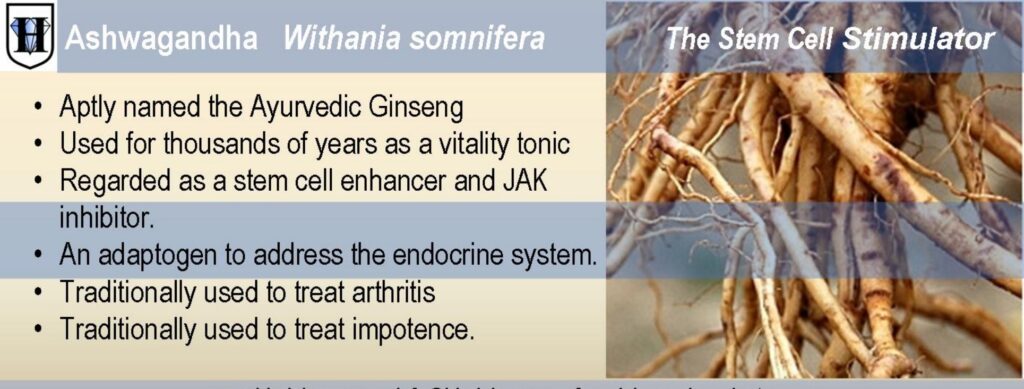 A slider describes the uses of ashwagandha and also shows the image oh Withania somnifera roots
